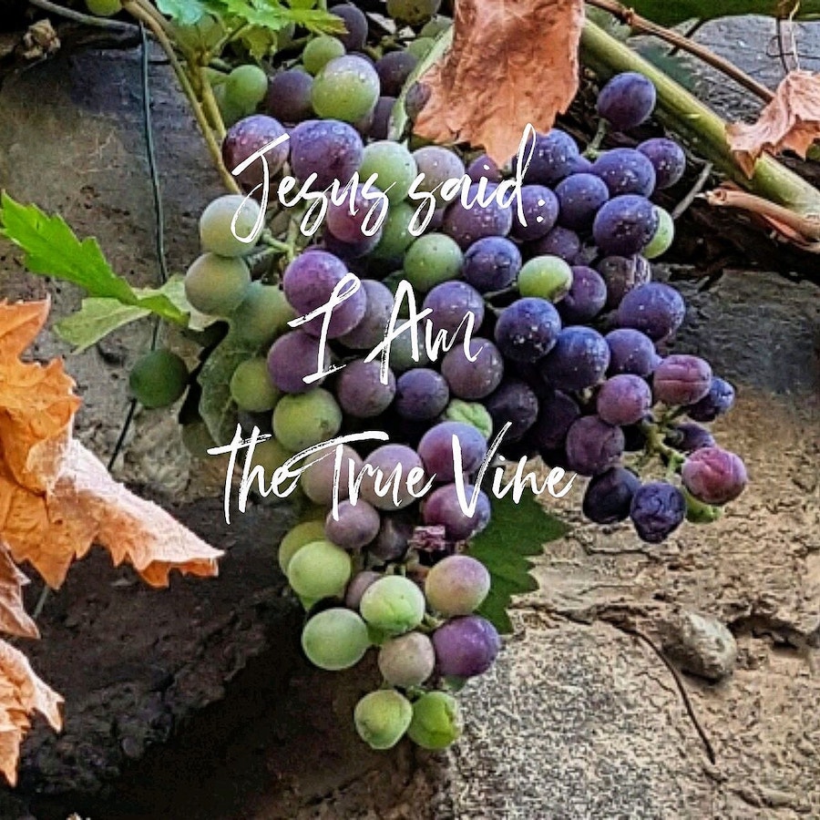 LENT 2023 - Jesus Said: I Am The True Vine, Part III